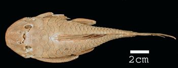 Media type: image; Ichthyology 29051